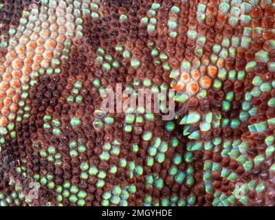Drago della foresta amazzonica (Enyalioides laticeps), particolare delle scale del corpo, provincia di Orellana, Ecuador Foto Stock