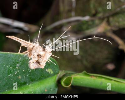 Cricket infettato e ucciso da un fungo Cordyceps. Nella foresta pluviale, provincia di Orellana, Ecuador Foto Stock