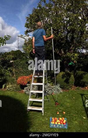 Uomo su scala utilizzando un raccoglitore di mele telescopiche da albero in Garden Surrey Inghilterra Foto Stock