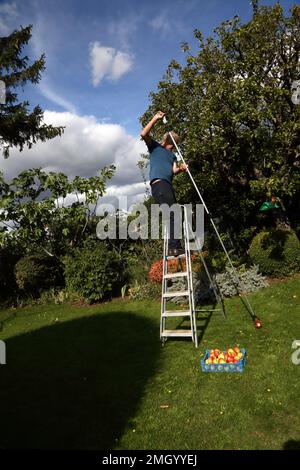 Uomo su scala utilizzando un raccoglitore di mele telescopiche da albero in Garden Surrey Inghilterra Foto Stock