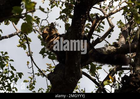 Long Fur Tabby Tom Cat seduto in albero in Garden Surrey Inghilterra Foto Stock