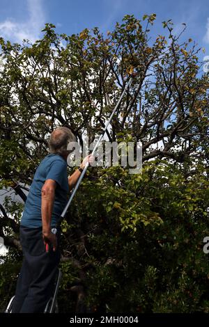 Uomo su scala utilizzando un raccoglitore di mele telescopiche da albero in Garden Surrey Inghilterra Foto Stock