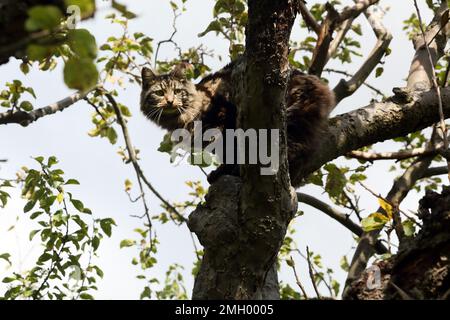 Long Fur Tabby Tom Cat seduto in albero in Garden Surrey Inghilterra Foto Stock