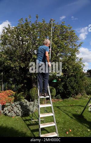 Uomo su scala utilizzando un raccoglitore di mele telescopiche da albero in Garden Surrey Inghilterra Foto Stock