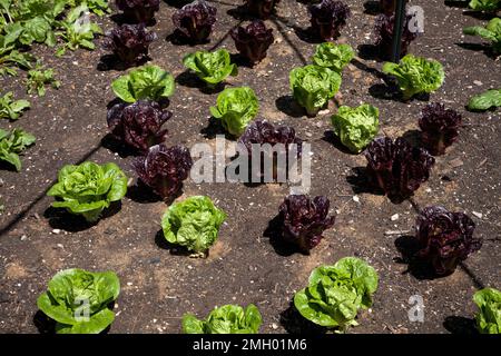 lattughe testa di farfalla che crescono in file a wisley surrey inghilterra Foto Stock