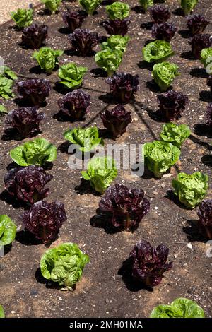 lattughe testa di farfalla che crescono in file a wisley surrey inghilterra Foto Stock