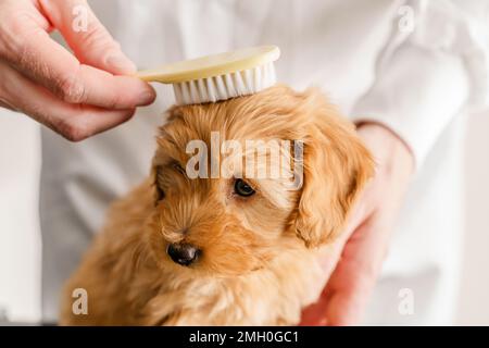 Mani di un uomo che pettina un cucciolo di Maltipo con una spazzola morbida. Foto Stock