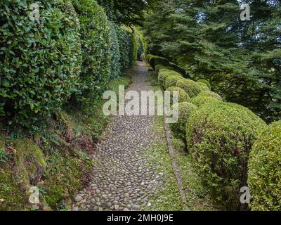 Vicolo con cespugli tondi nel parco di villa Melzi, Bellagio, Italia Foto Stock