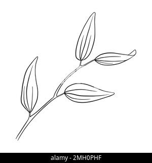 Ramo di jojoba disegnato a mano con foglie. Linea nera su sfondo bianco. Illustrazione vettoriale. Illustrazione Vettoriale