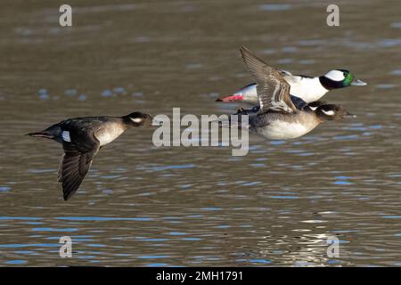Bufflehead (Bucephala albeola) anatre in volo Foto Stock