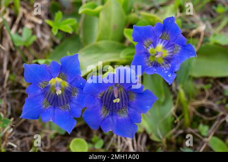 Genziana senza stelo / genziana tromba (Gentiana acaulis / Gentianusa acaulis) in fiore nelle Alpi Foto Stock