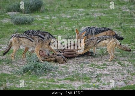 Sciacalli che mangiano una carcassa di bufala nella boscaglia della Namibia Foto Stock