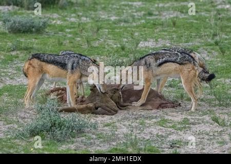 Sciacalli che mangiano una carcassa di bufala nella boscaglia della Namibia Foto Stock