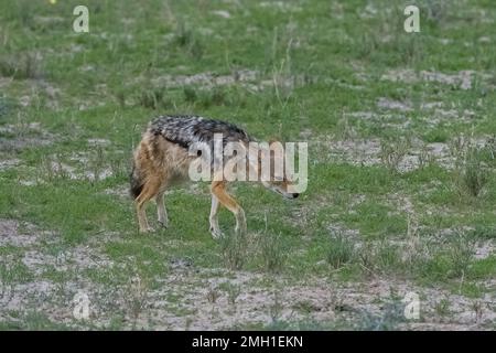 Sciacalli che mangiano una carcassa di bufala nella boscaglia della Namibia Foto Stock