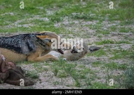 Sciacalli che mangiano una carcassa di bufala nella boscaglia della Namibia Foto Stock