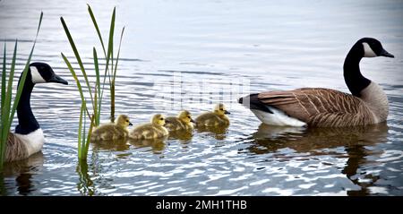 Canada Geese godings nuoto con i loro genitori Foto Stock