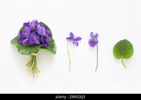Set di fiori di viola odorata, bouquet, fiore e foglia su sfondo bianco, vista da tavolo. Collezione di fiori viola primavera, foto studio. Foto Stock