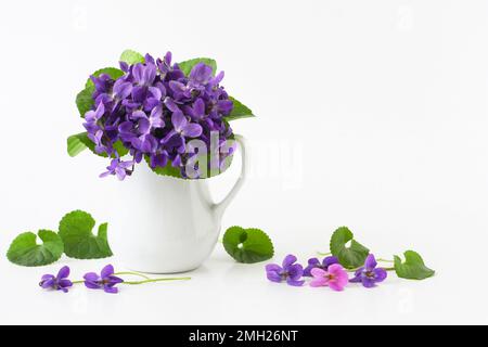 Bouquet primaverile di fiori viola di viola odorata in vaso su sfondo bianco, testo copia spazio. Romantica vita morta di eleganti fiori di panico selvaggio in brocca. Foto Stock