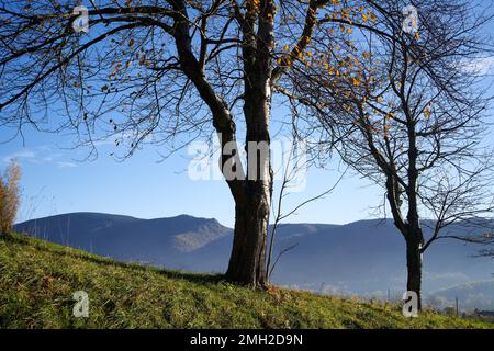 Alberi senza foglie all'aperto in autunno in una giornata di sole Foto Stock