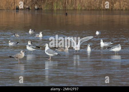 Iceland Gull (Larus glaucoides) con gregge di aringhe e gabbiani neri Whitlingham CP Norfolk UK GB gennaio 2023 Foto Stock