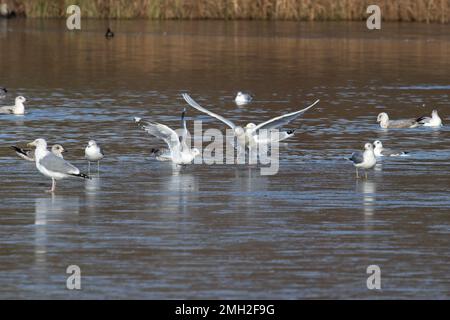 Iceland Gull (Larus glaucoides) con gregge di aringhe e gabbiani neri Whitlingham CP Norfolk UK GB gennaio 2023 Foto Stock