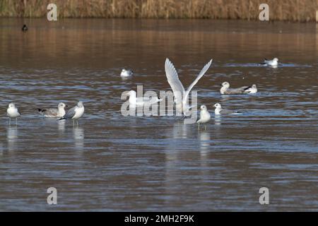 Iceland Gull (Larus glaucoides) con gregge di aringhe e gabbiani neri Whitlingham CP Norfolk UK GB gennaio 2023 Foto Stock