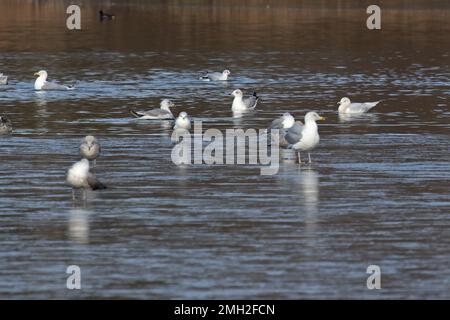 Iceland Gull (Larus glaucoides) con gregge di aringhe e gabbiani neri Whitlingham CP Norfolk UK GB gennaio 2023 Foto Stock