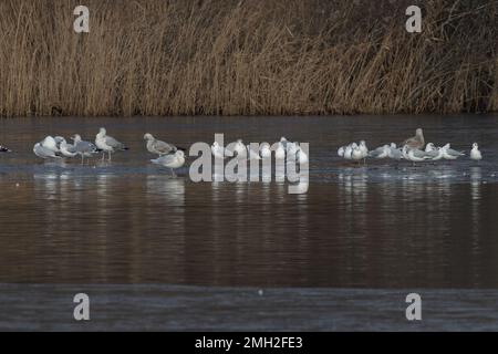 Iceland Gull (Larus glaucoides) con gregge di aringhe e gabbiani neri Whitlingham CP Norfolk UK GB gennaio 2023 Foto Stock