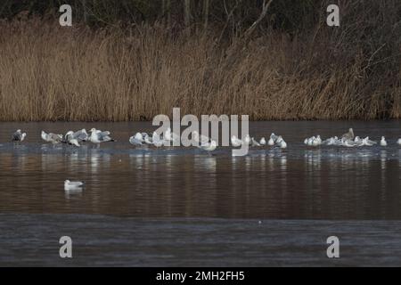 Iceland Gull (Larus glaucoides) con gregge di aringhe e gabbiani neri Whitlingham CP Norfolk UK GB gennaio 2023 Foto Stock