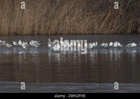 Iceland Gull (Larus glaucoides) con gregge di aringhe e gabbiani neri Whitlingham CP Norfolk UK GB gennaio 2023 Foto Stock