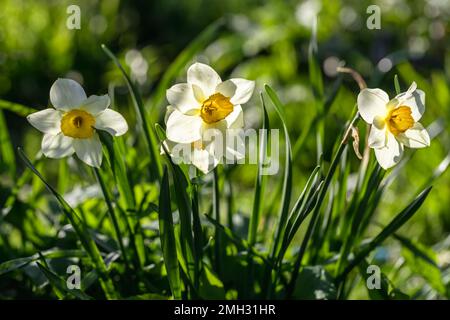 Narcissus fiori letto di fiori con drift giallo. Bianco daffodil fiori narcisi daffodils. Foto Stock