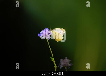 Grande cavolo bianco farfalla, Pieris brassicae abbastanza comune in europa, non in pericolo Foto Stock