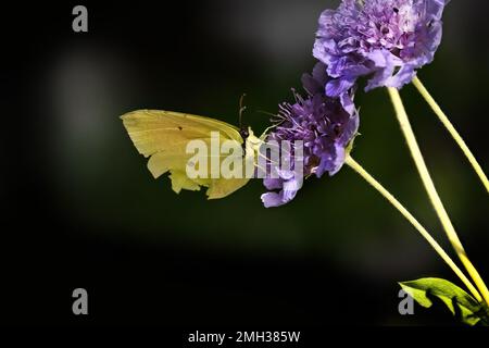 Grande cavolo bianco farfalla, Pieris brassicae abbastanza comune in europa, non in pericolo Foto Stock