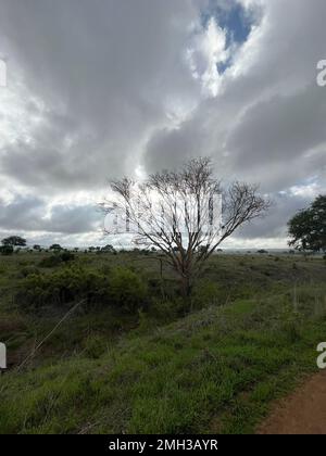 Un albero morto nel mezzo del bosco. Zanzibar, Tanzania. Foto Stock