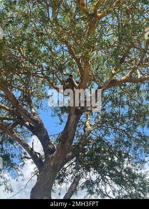 Una scimmia su un albero nel Morning.Zanzibar, Tanzania. Foto Stock