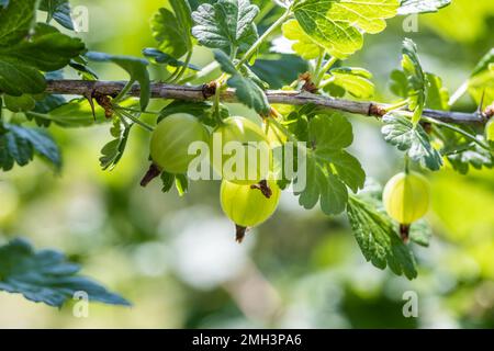 Frutti di bosco freschi su un ramo di bosco di frutti di bosco con luce solare. Uva spina nel giardino di frutta. Foto Stock