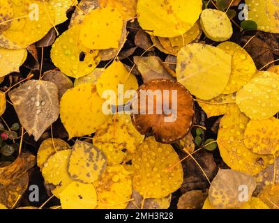 Foglie di Aspen e funghi nel tardo autunno nel sud-centro dell'Alaska. Foto Stock