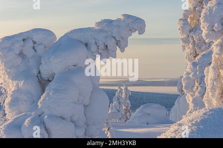 Alberi innevati nelle campane della Lapponia finlandese Foto Stock