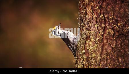 Picchio a tre punte Picoides tridactylus su un albero alla ricerca di cibi, la migliore foto. Foto Stock