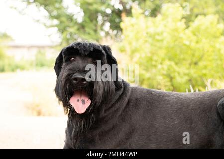 Ritratto di un adulto cane nero gigante Schnauzer nel parco al sole in estate in Ucraina, gigante Schnauzer nero adulto Foto Stock