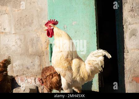 Gallo e galline in un villaggio in Ucraina al sole nel giardino, pollame, gallo Foto Stock