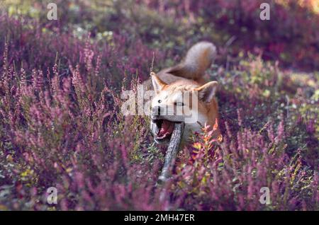 Il cucciolo Shiba inu è il bastone di legno che si annona nella foresta Foto Stock