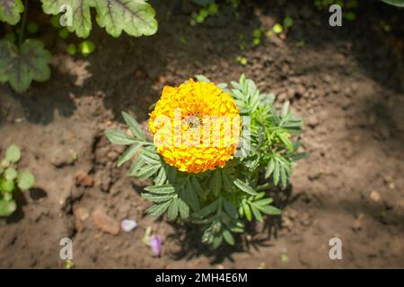 Fiori gialli di Tagetes erecta nel giardino. Estate e primavera. Foto Stock