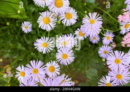 Primo piano di molti fiori viola e foglie verdi di Astro alpino in un giardino estivo soleggiato, splendido sfondo floreale all'aperto Foto Stock