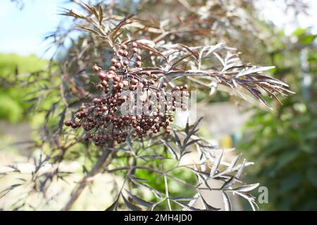 Fiori rossi scuri di PIZZO nero Sambucus 'Evaa' nel giardino. Estate e primavera Foto Stock