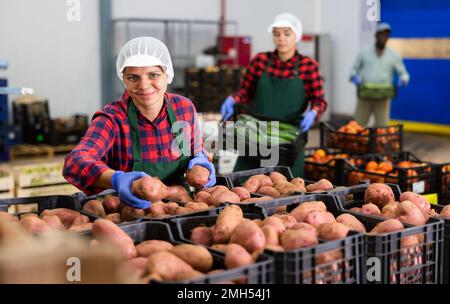 Il lavoratore di magazzino controlla la qualità del raccolto di patate raccolto Foto Stock