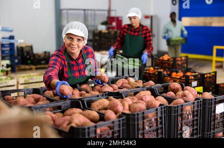 Il lavoratore di magazzino controlla la qualità del raccolto di patate raccolto Foto Stock