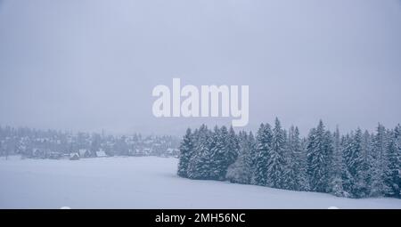 Alberi nella neve in montagna tra la nebbia Foto Stock