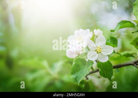 Primo piano di fiori bianchi di mela, su sfondo verde natura Foto Stock