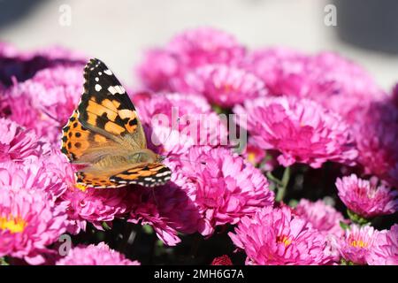 Bella Pararge aegeria Butterfly soggiorno su fiori rosa Foto Stock